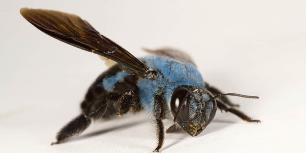 Read more about the article Abejas Carpinteras: 5 Pasos Sencillos Para Deshacerse de Ella (Rápidamente)