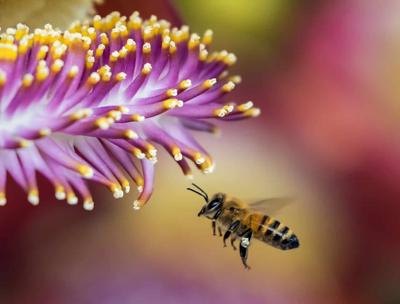 Read more about the article Abejas de Miel 101: Hechos Divertidos y Preguntas Exploradas