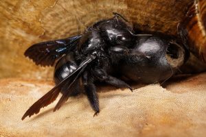 Read more about the article Abejas Carpinteras: Identificación, Ciclo de Vida, Anidamiento y Prevención