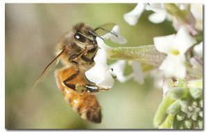 Read more about the article Especies Invasoras de Abejas Melíferas Africanizadas