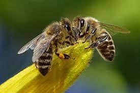 dos abejas africanizadas en una planta