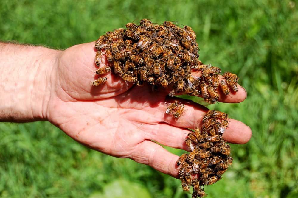 Read more about the article Picadura de Avispa: Síntomas, Anafilaxia, Tratamientos y Complicaciones