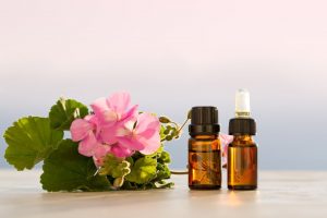 Read more about the article Aceites Esenciales que Funcionan Mágicamente Como Repelentes de Mosquitos
