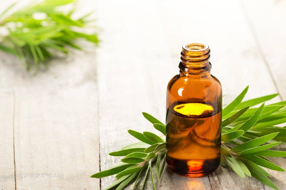 Aceite esencial de árbol de té y hojas