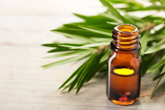 Una botella de aceite de árbol de té y hojas