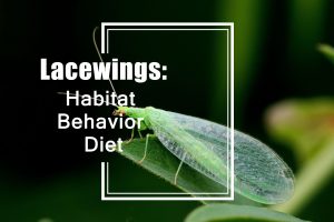 Read more about the article Todo lo que Necesitas Saber sobre las Alas de Encaje: Hábitat, Comportamiento y Dieta