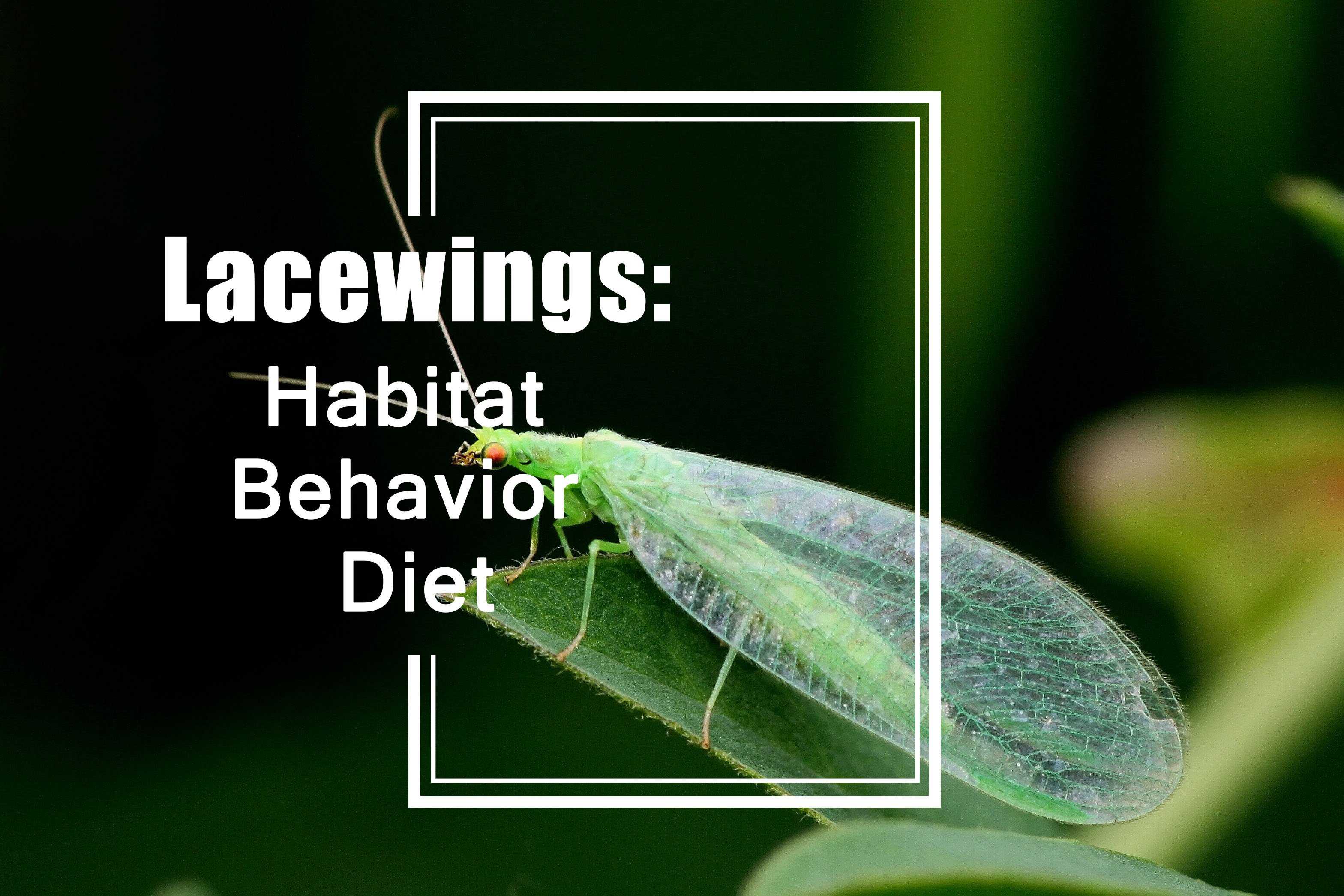 Read more about the article Todo lo que Necesitas Saber sobre las Alas de Encaje: Hábitat, Comportamiento y Dieta