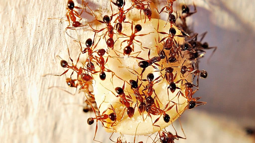 Read more about the article Hormigas Faraón: Datos Básicos y Cómo Deshacerse de Ellos