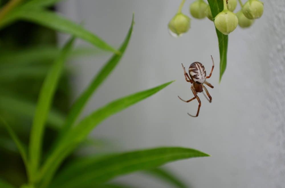 Read more about the article Trampas de Araña: 9 Trampas de Araña más Vendidas y cómo Usarlos
