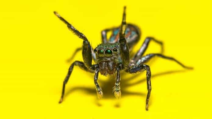 Read more about the article Identificación de Mordeduras de Araña: Síntomas de Diferentes Tipos con Imágenes