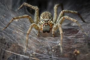 Araña aislada en la red.