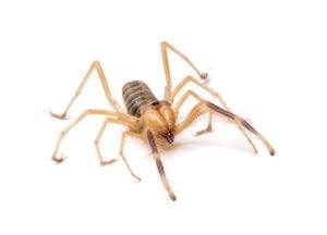 Araña de camello aislada sobre fondo blanco.