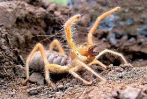 Araña de camello con boca grande abierta
