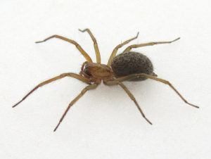 Araña de hobo sobre fondo blanco.
