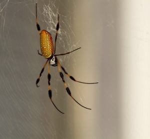 Araña de plátano aislada en la web. 