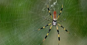 Read more about the article Datos de Araña de Plátano y Tratamiento de Mordeduras