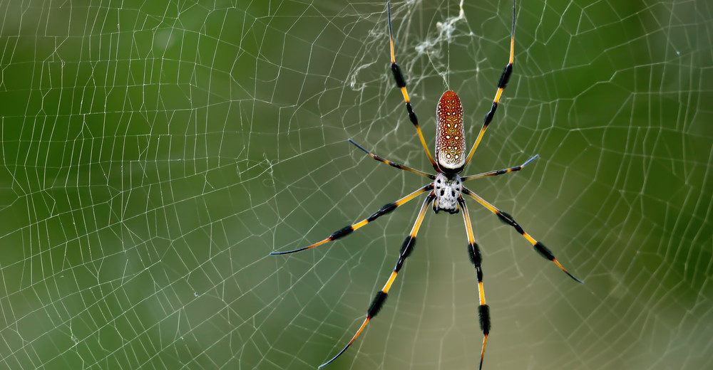 Read more about the article Datos de Araña de Plátano y Tratamiento de Mordeduras