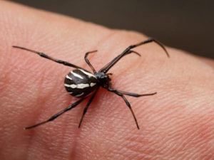 Araña está mordiendo humano.