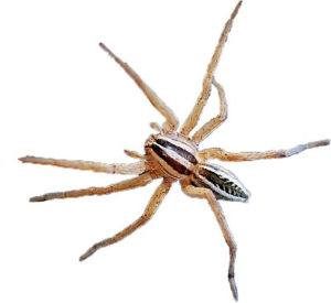 Araña lobo aislada sobre fondo blanco.