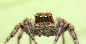 Read more about the article Arañas 101: Increíbles Hechos, Especies Comunes y Prevención