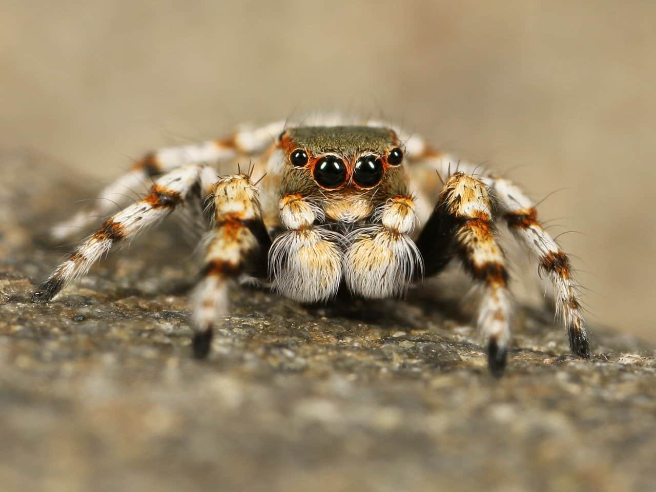 Read more about the article Los Mejores 8 Productos de Araña Asesino Vale la Pena Comprar