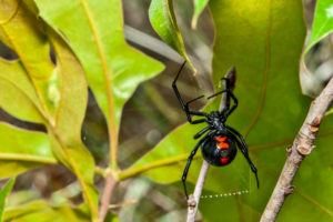 Araña viuda negra aislada en una planta. 