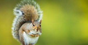 Read more about the article 4 Especies de Ardillas Comunes Que Viven en los Estados Unidos (Más 4 Consejos de Identificación)