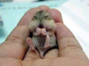 Una ardilla de bebé linda está tumbada en las manos del ser humano