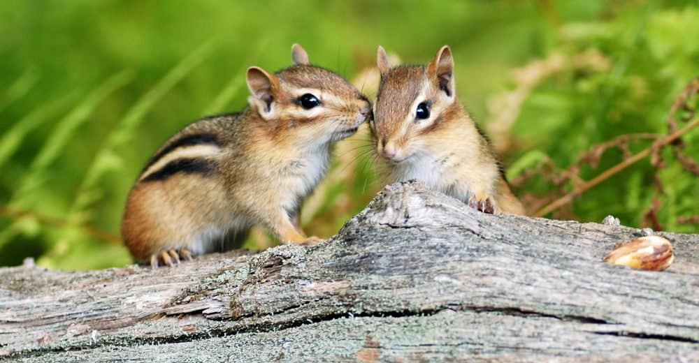 Read more about the article Ardillas: Hechos Animales Peludos Lindos (otros 15 Hechos Divertidos que puede no Saber)