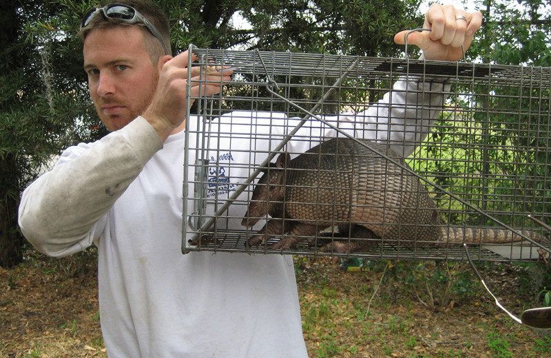 Read more about the article Cómo Deshacerse de Armadillos en Su Patio Trasero: Elija la Mejor Manera