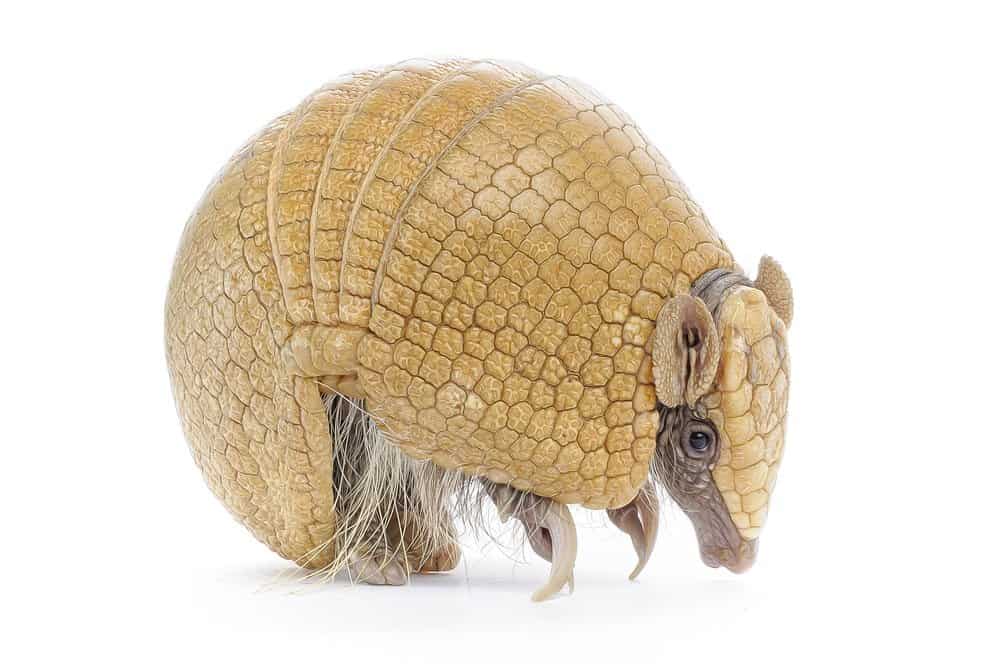 Read more about the article Repelente de Armadillo: 10 Repelentes más Vendidos para Dshacerse de los Armadillos en su Propiedad