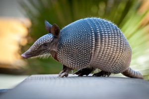 Read more about the article Los Mejores Productos para Deshacerse del Armadillo Gigante
