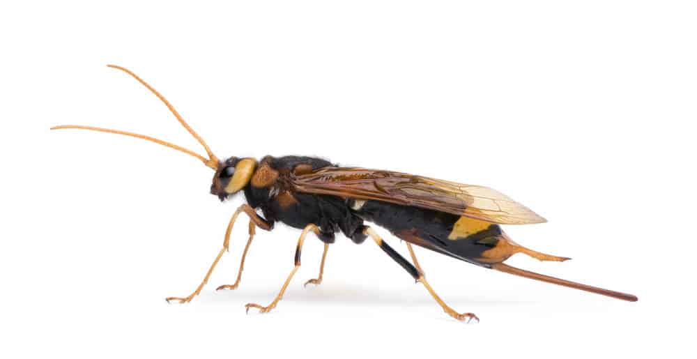 Read more about the article Cómo Identificar las Arandelas de Madera y Cómo Controlarlas de Forma Efectiva