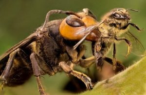 Read more about the article Abejas Contra Avispas Contra Avispones Contra Chaquetas Amarillas: ¿Cuál Es la Diferencia, Exactamente?