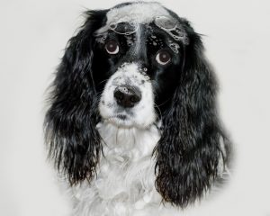 Read more about the article 6 Mejores Pulgas Champús para Perros Revisado
