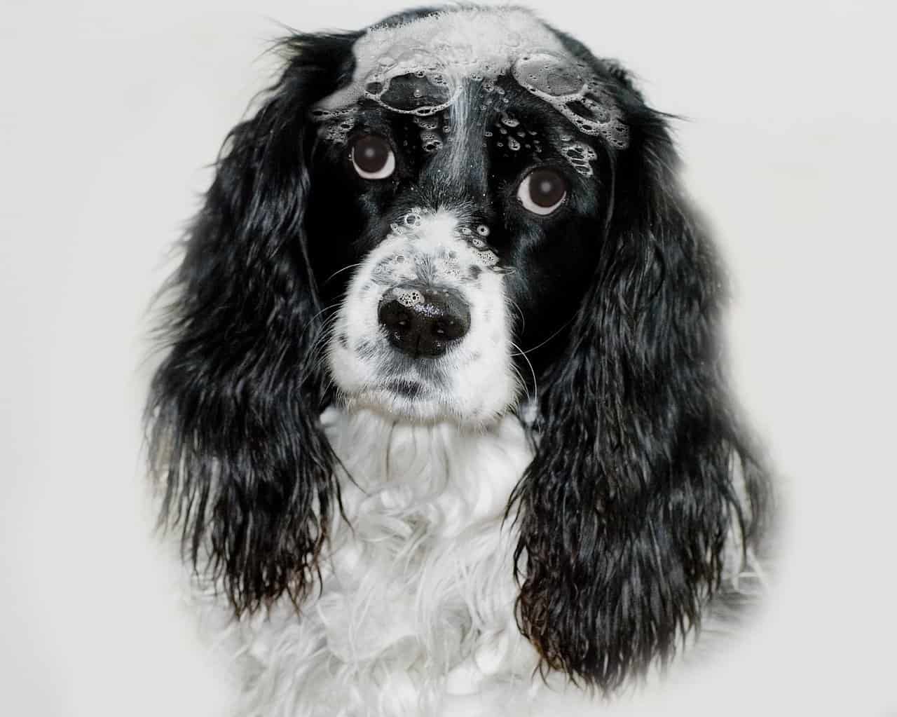 Read more about the article 6 Mejores Pulgas Champús para Perros Revisado