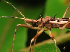 Read more about the article ¿Cuáles son los Daños del Bicho Asesino?