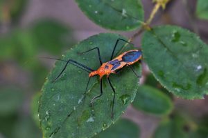 Read more about the article Todos los hechos de Insectos Asesinos que Necesitas Saber
