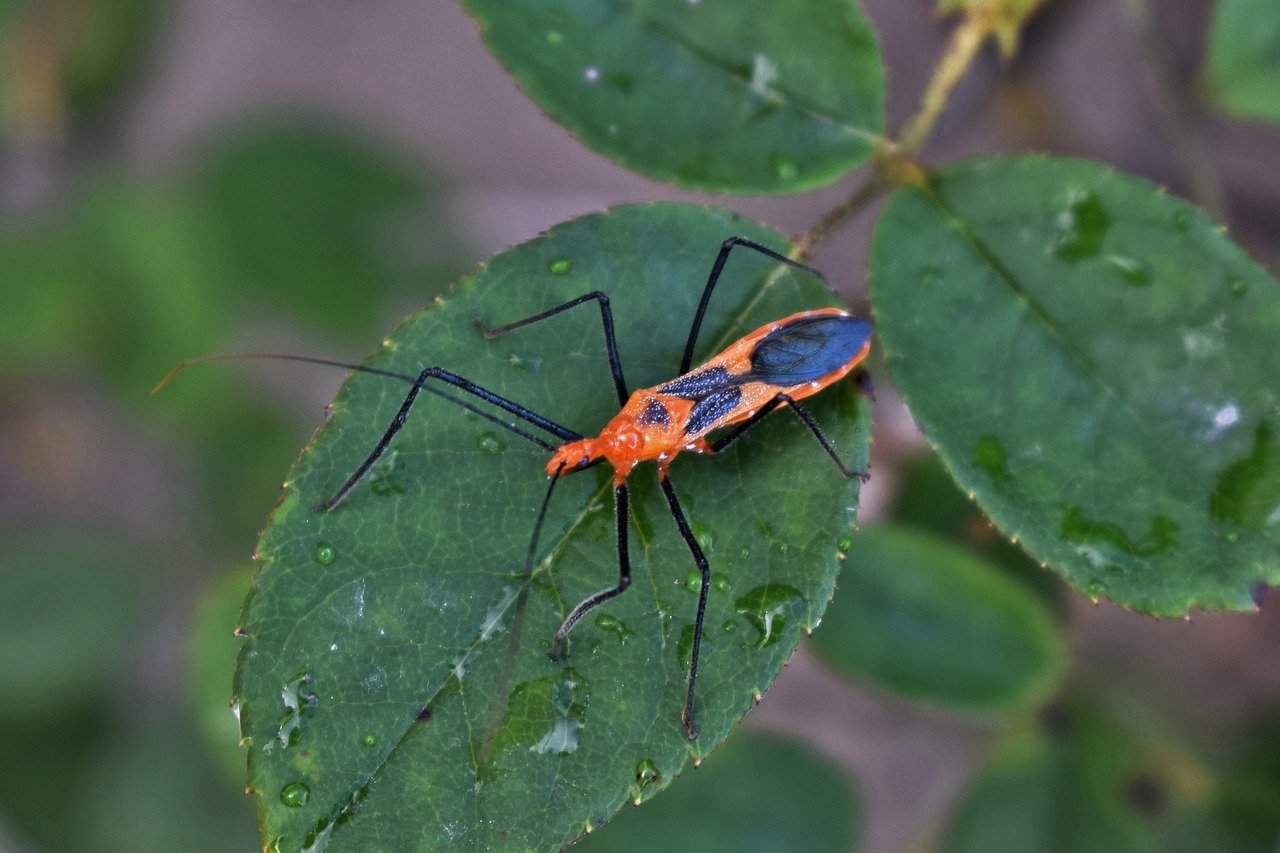 Read more about the article Todos los hechos de Insectos Asesinos que Necesitas Saber