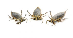 Read more about the article ¿Qué Causa los Bichos de Agua y Cómo Deshacerse de ellos?