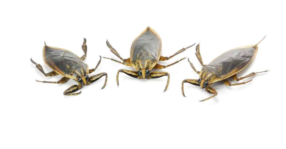 Read more about the article ¿Qué Causa los Bichos de Agua y Cómo Deshacerse de ellos?