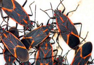 Read more about the article Bichos de Boxelder: Datos Básicos y Cómo Deshacerse de ellos