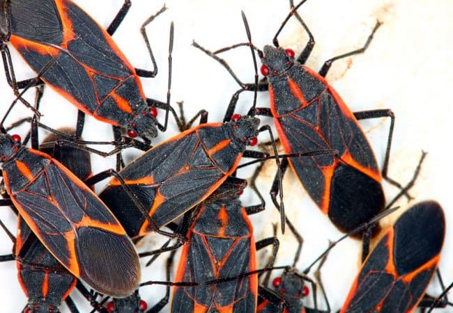 Read more about the article Bichos de Boxelder: Datos Básicos y Cómo Deshacerse de ellos