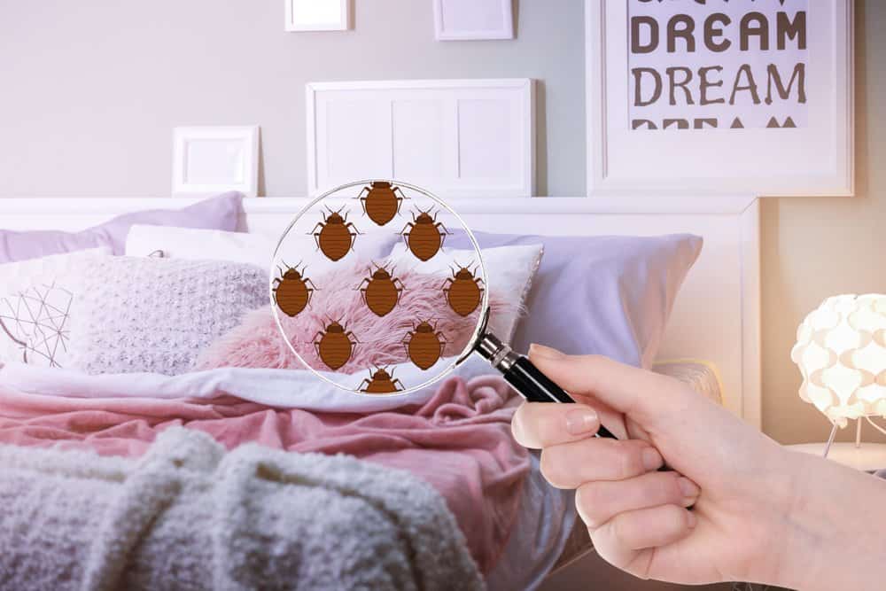 Read more about the article ¿Dónde se Ocultan los Bichos de la Cama?