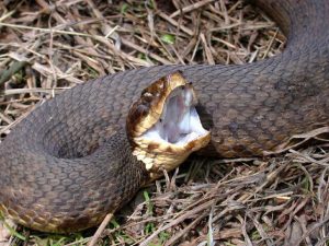Read more about the article Hechos de la Serpiente de la Boca de Algodón (Mocasín de Agua) (7 Hechos Básicos y el Tratamiento de la Mordedura)