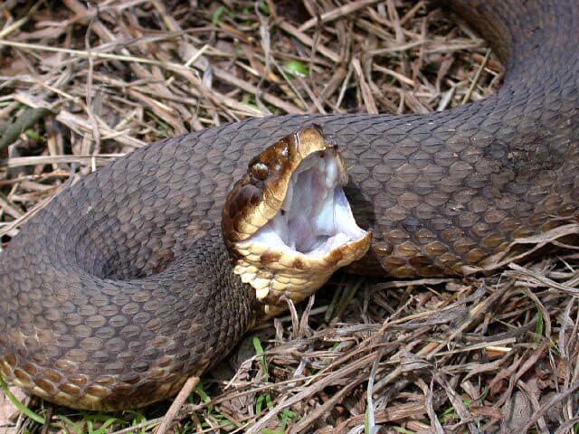 Read more about the article Hechos de la Serpiente de la Boca de Algodón (Mocasín de Agua) (7 Hechos Básicos y el Tratamiento de la Mordedura)