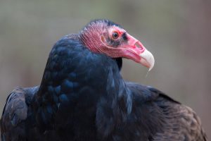 Primer plano de un buitre de pavo