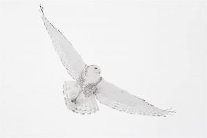 Un búho nevado está volando sobre el fondo blanco