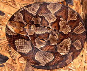 Serpiente cabeza de cobre del norte