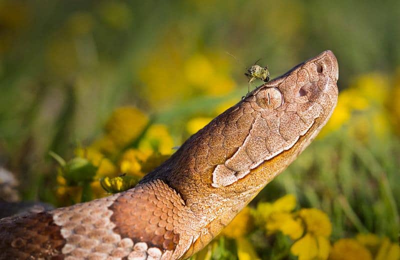 Read more about the article Serpientes de Cabeza de Cobre: Hechos, Mordeduras y Tratamiento